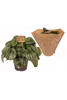 PEPERONIA WATERMELON C-17...