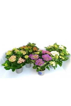 HORTENSIA MIX C-17 (alt:...