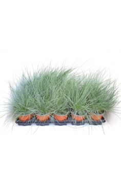 FESTUCA C-11 (alt: 10-15cm)...