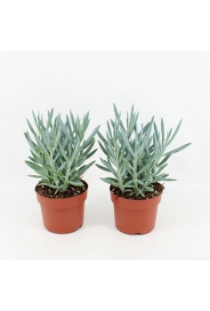 SENECIO CURIO EVEREST C-12...