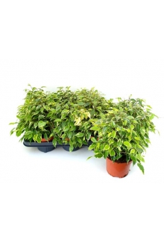 FICUS KINKY C-12 (alt:...