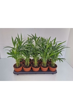 ARECA C-12 (alt: 40cm)...