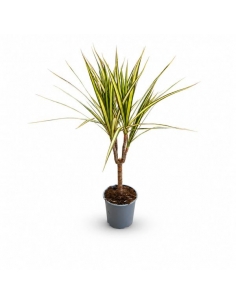 DRACAENA SUNRAY C-13 (alt:...