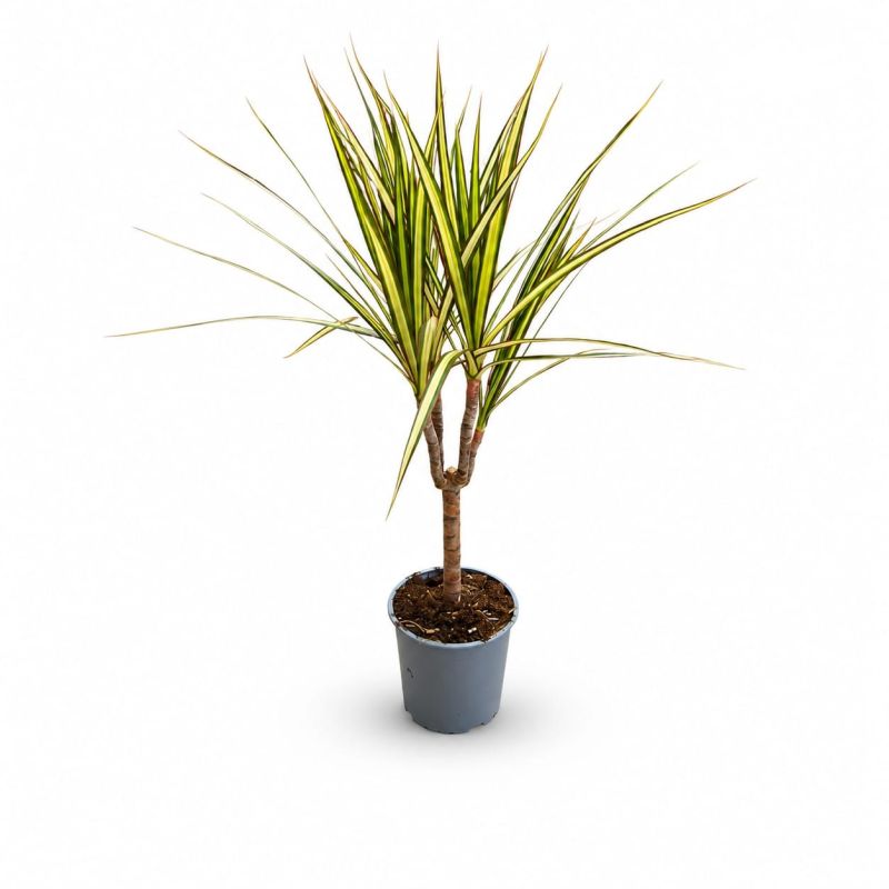 DRACAENA SUNRAY C-13 (alt: 40cm)...