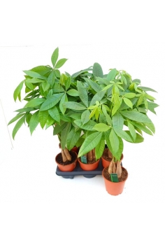 PACHIRA ACUATICA C-13 (alt:...