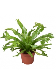 ASPLENIUM NIDUS CRISSIE...