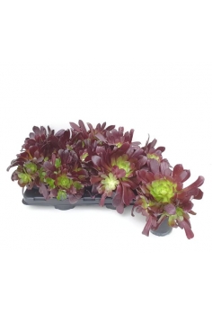 AEONIUM C-14 (alt: 20-25cm)...