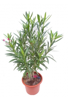 ADELFA ROJA 10L (alt:...