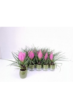 TILLANDSIA CERÁMICA C-6