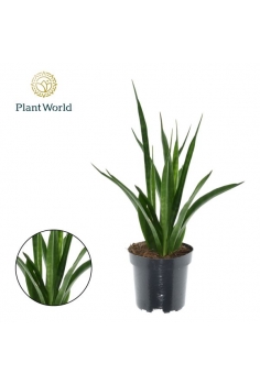 SANSEVIERIA KIRKII FRIENDS...