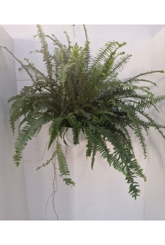 NEPHROLEPIS C-22 (alt: 80cm...