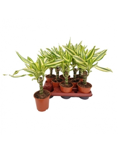 DRACENA YELLOW COAST C-12 (alt: 30cm)...
