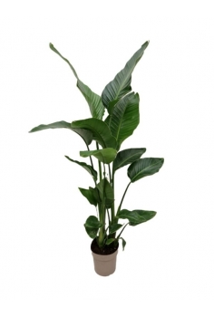 STRELITZIA NICOLAU 10L(alt:...