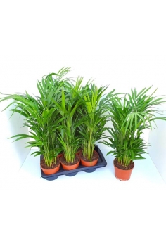 ARECA C-17 (alt: 70cm)...