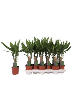 DRACENA FRAGANS C-12 (alt:...