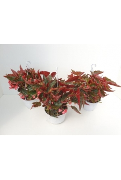 BEGONIA PICOTE C-15...