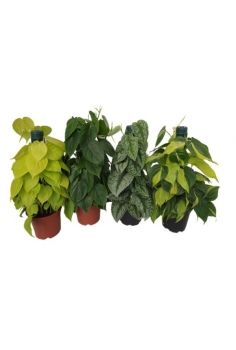 POTHOS MIX TUTOR C-17 (alt:...