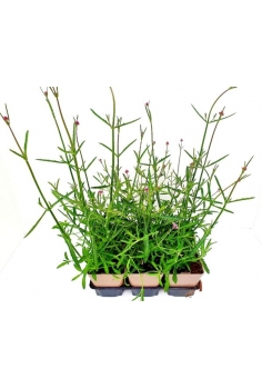 VERBENA BONARIENSIS 2L...