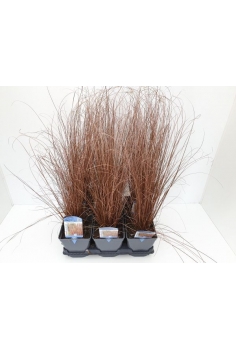CAREX BUCHANANII (red...