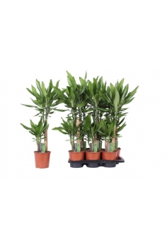 DRACENA FRAGANS C-16 / 2...