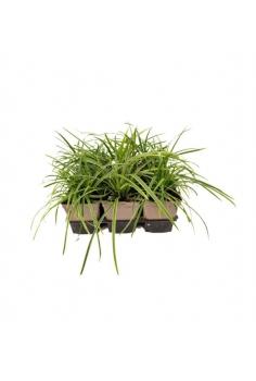 CAREX MORROWII (ice dance)...