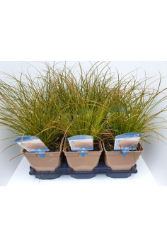 CAREX TESTACEA 2L (35cm)...