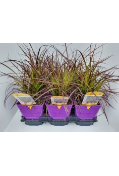 PENNISETUM SUMMER SAMBA 2L...
