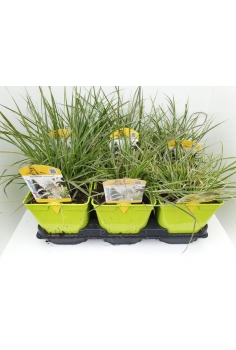 PENNISETUM SKYPE ROCKET 2L...