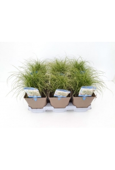 CAREX COMANS 2L (30cm)...