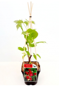 FRAMBUESA ROJA C-13 (30cm)...