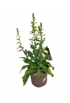 DIGITALIS PURPUREA 4L (alt:...