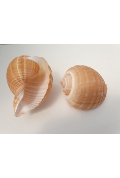 CARACOLA brown 15cm (4uds)...