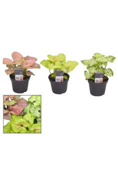 SYNGONIUM MIX C-7