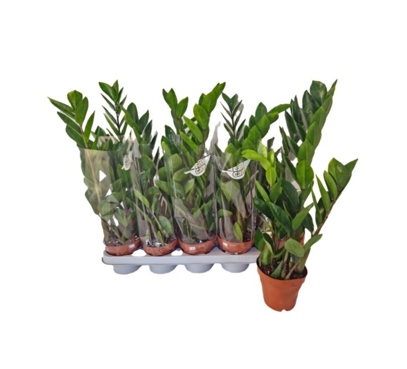 ZAMIOCULCAS C-12 (alt: 40cm)