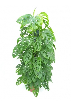 MONSTERA MONKEY MASK C-22...