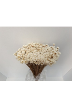 GLIXIA natural (40cm)...