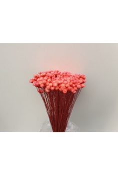 GLIXIA rosa (40cm)...