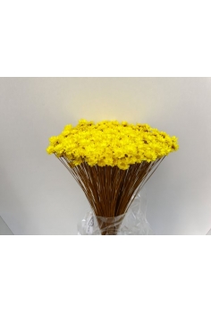 GLIXIA amarilla (40cm)...