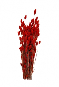POA ROJA /largo:65cm /...
