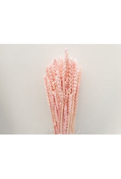 TRIGO RUSO rosa (70varas...