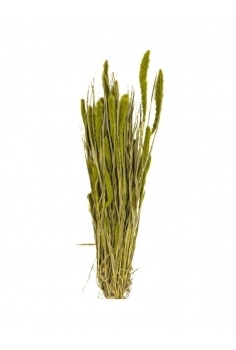 SETAREA VERDE KAKI / largo:...