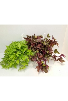 IPOMEA MIX C-18 (tiesto...