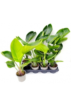 STRELITZIA NICOLAU C-13...