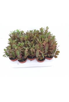 EUPHORBIA TRIGONA C-5.5 (10cm)