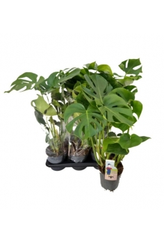 MONSTERA DELICIOSA C-17...