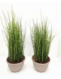 EQUISETUM HYEMALE T-23...
