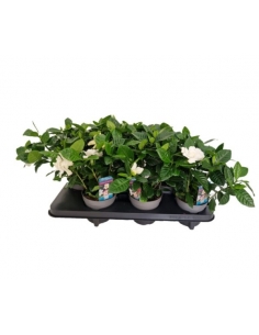 GARDENIA C-13 (alt: 30cm)...