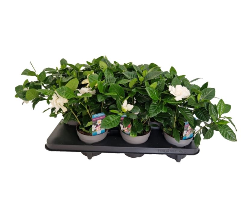 GARDENIA C-13 (alt: 30cm)...