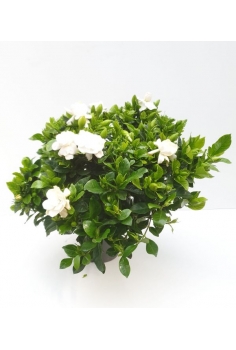 GARDENIA C-17 (35cm)...