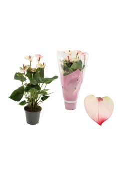 ANTHURIUM PRINCESS AMELIA...